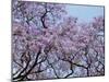 Jacarandas Trees Bloom in City Parks, Parque 3 de Febrero, Palermo, Buenos Aires, Argentina-Michele Molinari-Mounted Premium Photographic Print