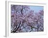 Jacarandas Trees Bloom in City Parks, Parque 3 de Febrero, Palermo, Buenos Aires, Argentina-Michele Molinari-Framed Photographic Print