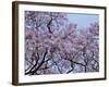 Jacarandas Trees Bloom in City Parks, Parque 3 de Febrero, Palermo, Buenos Aires, Argentina-Michele Molinari-Framed Photographic Print