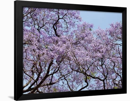 Jacarandas Trees Bloom in City Parks, Parque 3 de Febrero, Palermo, Buenos Aires, Argentina-Michele Molinari-Framed Photographic Print