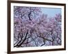 Jacarandas Trees Bloom in City Parks, Parque 3 de Febrero, Palermo, Buenos Aires, Argentina-Michele Molinari-Framed Photographic Print