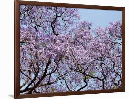 Jacarandas Trees Bloom in City Parks, Parque 3 de Febrero, Palermo, Buenos Aires, Argentina-Michele Molinari-Framed Photographic Print