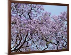 Jacarandas Trees Bloom in City Parks, Parque 3 de Febrero, Palermo, Buenos Aires, Argentina-Michele Molinari-Framed Photographic Print