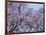 Jacarandas Trees Bloom in City Parks, Parque 3 de Febrero, Palermo, Buenos Aires, Argentina-Michele Molinari-Framed Photographic Print