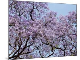 Jacarandas Trees Bloom in City Parks, Parque 3 de Febrero, Palermo, Buenos Aires, Argentina-Michele Molinari-Mounted Photographic Print