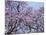 Jacarandas Trees Bloom in City Parks, Parque 3 de Febrero, Palermo, Buenos Aires, Argentina-Michele Molinari-Mounted Photographic Print