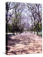 Jacarandas Trees Bloom in City Parks, Parque 3 de Febrero, Palermo, Buenos Aires, Argentina-Michele Molinari-Stretched Canvas