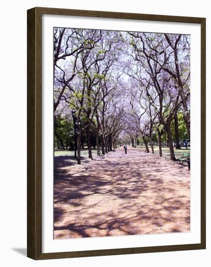 Jacarandas Trees Bloom in City Parks, Parque 3 de Febrero, Palermo, Buenos Aires, Argentina-Michele Molinari-Framed Premium Photographic Print