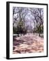 Jacarandas Trees Bloom in City Parks, Parque 3 de Febrero, Palermo, Buenos Aires, Argentina-Michele Molinari-Framed Premium Photographic Print