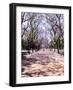 Jacarandas Trees Bloom in City Parks, Parque 3 de Febrero, Palermo, Buenos Aires, Argentina-Michele Molinari-Framed Photographic Print