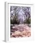 Jacarandas Trees Bloom in City Parks, Parque 3 de Febrero, Palermo, Buenos Aires, Argentina-Michele Molinari-Framed Photographic Print