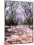 Jacarandas Trees Bloom in City Parks, Parque 3 de Febrero, Palermo, Buenos Aires, Argentina-Michele Molinari-Mounted Photographic Print