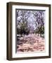 Jacarandas Trees Bloom in City Parks, Parque 3 de Febrero, Palermo, Buenos Aires, Argentina-Michele Molinari-Framed Photographic Print