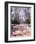 Jacarandas Trees Bloom in City Parks, Parque 3 de Febrero, Palermo, Buenos Aires, Argentina-Michele Molinari-Framed Photographic Print