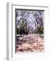 Jacarandas Trees Bloom in City Parks, Parque 3 de Febrero, Palermo, Buenos Aires, Argentina-Michele Molinari-Framed Photographic Print