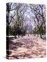 Jacarandas Trees Bloom in City Parks, Parque 3 de Febrero, Palermo, Buenos Aires, Argentina-Michele Molinari-Stretched Canvas