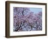 Jacarandas Trees Bloom in City Parks, Parque 3 de Febrero, Palermo, Buenos Aires, Argentina-Michele Molinari-Framed Photographic Print