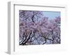 Jacarandas Trees Bloom in City Parks, Parque 3 de Febrero, Palermo, Buenos Aires, Argentina-Michele Molinari-Framed Photographic Print