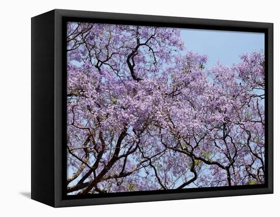 Jacarandas Trees Bloom in City Parks, Parque 3 de Febrero, Palermo, Buenos Aires, Argentina-Michele Molinari-Framed Stretched Canvas