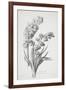 Jacinthe Double, from Fleurs Dessinees D'Apres Nature, C. 1800-Gerard Van Spaendonck-Framed Giclee Print