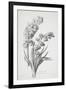 Jacinthe Double, from Fleurs Dessinees D'Apres Nature, C. 1800-Gerard Van Spaendonck-Framed Giclee Print