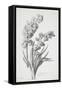 Jacinthe Double, from Fleurs Dessinees D'Apres Nature, C. 1800-Gerard Van Spaendonck-Framed Stretched Canvas