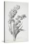 Jacinthe Double, from Fleurs Dessinees D'Apres Nature, C. 1800-Gerard Van Spaendonck-Stretched Canvas