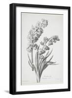 Jacinthe Double, from Fleurs Dessinees D'Apres Nature, C. 1800-Gerard Van Spaendonck-Framed Giclee Print