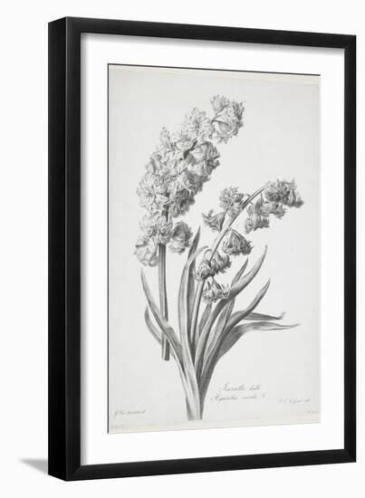 Jacinthe Double, from Fleurs Dessinees D'Apres Nature, C. 1800-Gerard Van Spaendonck-Framed Giclee Print