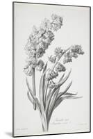 Jacinthe Double, from Fleurs Dessinees D'Apres Nature, C. 1800-Gerard Van Spaendonck-Mounted Giclee Print