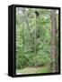 Jack, a 15-Pound Cat, Sits under a Treed Black Bear in a Backyard in West Milford, New Jersey-null-Framed Stretched Canvas