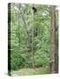 Jack, a 15-Pound Cat, Sits under a Treed Black Bear in a Backyard in West Milford, New Jersey-null-Stretched Canvas