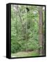 Jack, a 15-Pound Cat, Sits under a Treed Black Bear in a Backyard in West Milford, New Jersey-null-Framed Stretched Canvas