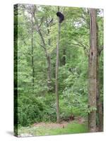 Jack, a 15-Pound Cat, Sits under a Treed Black Bear in a Backyard in West Milford, New Jersey-null-Stretched Canvas