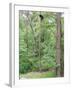 Jack, a 15-Pound Cat, Sits under a Treed Black Bear in a Backyard in West Milford, New Jersey-null-Framed Photographic Print