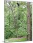 Jack, a 15-Pound Cat, Sits under a Treed Black Bear in a Backyard in West Milford, New Jersey-null-Mounted Photographic Print