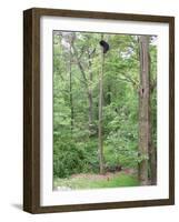 Jack, a 15-Pound Cat, Sits under a Treed Black Bear in a Backyard in West Milford, New Jersey-null-Framed Photographic Print