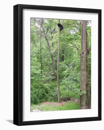Jack, a 15-Pound Cat, Sits under a Treed Black Bear in a Backyard in West Milford, New Jersey-null-Framed Photographic Print