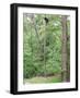 Jack, a 15-Pound Cat, Sits under a Treed Black Bear in a Backyard in West Milford, New Jersey-null-Framed Photographic Print