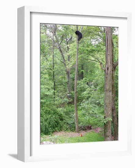 Jack, a 15-Pound Cat, Sits under a Treed Black Bear in a Backyard in West Milford, New Jersey-null-Framed Photographic Print