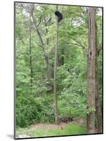 Jack, a 15-Pound Cat, Sits under a Treed Black Bear in a Backyard in West Milford, New Jersey-null-Mounted Photographic Print