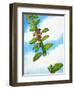 Jack and the Beanstalk-Nadir Quinto-Framed Giclee Print