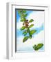 Jack and the Beanstalk-Nadir Quinto-Framed Giclee Print