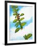 Jack and the Beanstalk-Nadir Quinto-Framed Giclee Print