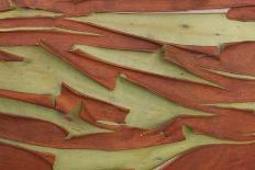 Pacific Madrone (Arbutus menziesii) close-up of bark, Mayne Island, Strait of Georgia, Gulf Islands-Jack Chapman-Photographic Print