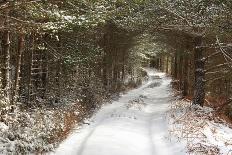 Scots Pine (Pinus sylvestris) forest habitat and track in snow, Abernethy Forest, Inverness-shire-Jack Chapman-Photographic Print