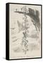 Jack Climbing the Bean Stalk-George Cruikshank-Framed Stretched Canvas