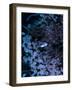 Jack Crevalle Fish (Caranx)-Andrea Ferrari-Framed Photographic Print