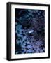 Jack Crevalle Fish (Caranx)-Andrea Ferrari-Framed Photographic Print