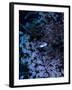Jack Crevalle Fish (Caranx)-Andrea Ferrari-Framed Photographic Print
